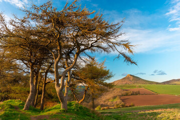 Fototapeta premium Roseberry Topping