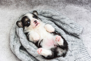 Adorable Pembroke Welsh Corgi cub lies lies on the back on grey knitted scarf in studio closeup. Cute little animal rests on floor. Lovely pet