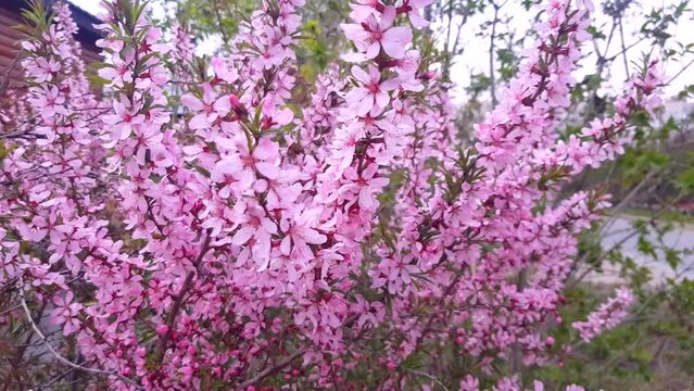 4K video, spring cherry blossoms in a city park, pink flowers on swaying branches of a cherry tree.