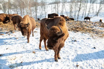 Foto op Plexiglas A herd of European bison on a winter pasture in the Altai mountains. Altai Republic, Russia © vesta48