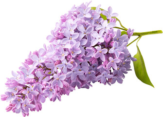 Branch of lilac flowers isolated. Lilac flowers. - 544654448