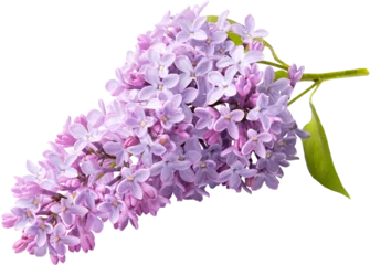 Gordijnen Branch of lilac flowers isolated. Lilac flowers. © Tatyana Sidyukova
