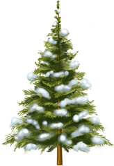 Fototapeta premium Christmas tree isolated. Christmas tree with snow. Hand drawn illustration.