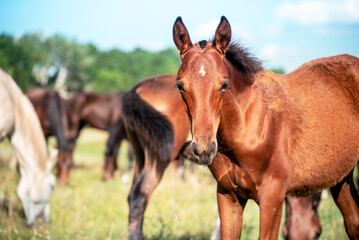 A portrait of a bay foal grazes on the pasture on a sunny day. Close-up of a cute molting foal in the herd