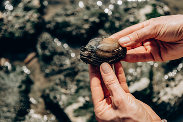 A handful of mussels in their hands, dirty mussels, mussels, sea mussels.