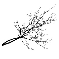 Bare branch of tree, silhouette. Vector illustration