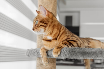 Adorable Bengal cat on a scratching post near the window.