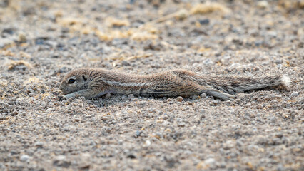 Ground squirrel