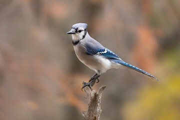 blue jay on perch