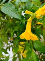 Layout of Yellow flower with leaves and waterdroplets on it