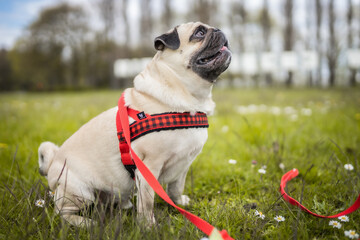 Pug sitting on the grass among the flowers - obrazy, fototapety, plakaty