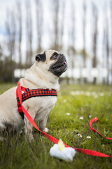 Pug sitting on the grass among the flowers - obrazy, fototapety, plakaty