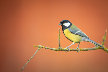 Fototapeta premium Colorful great tit Parus major perched on a tree, photographed in horizontal, amazing background