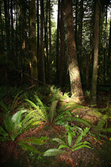 Küstenregenwald - Sunshine Coast - Kanada / Coastal Rainforest - Sunshine Coast - Canada /