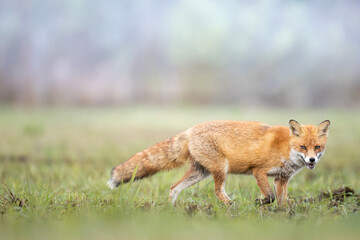 Fox Vulpes vulpes in autumn scenery, Poland Europe, animal walking among autumn meadow