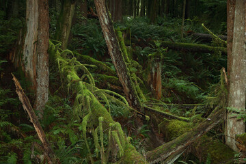 Obraz premium Küstenregenwald - Sunshine Coast - Kanada / Coastal Rainforest - Sunshine Coast - Canada /