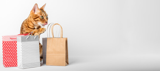 Domestic cat among multi-colored packages on a white background.