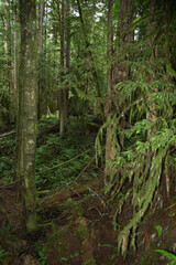 Fototapeta premium Küstenregenwald - Sunshine Coast - Kanada / Coastal Rainforest - Sunshine Coast - Canada /