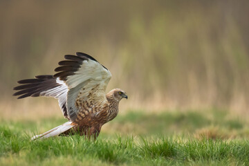 Flying Birds of prey Marsh harrier Circus aeruginosus, hunting time Poland Europe