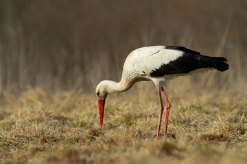 Bird White Stork Ciconia ciconia hunting time summer in Poland Europe