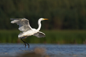 Bird Egretta alba Great Egret white bird on dark black background	