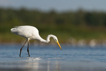 Bird Egretta alba Great Egret white bird on dark black background	