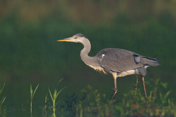 Bird Grey heron, gray heron Ardea cinerea bird on dark green background, hunting time