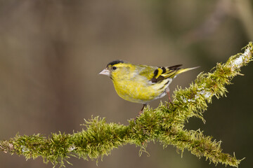 Bird Siskin Carduelis spinus male, small yellow bird, winter time in Poland Europe