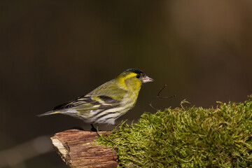 Bird Siskin Carduelis spinus male, small yellow bird, winter time in Poland Europe