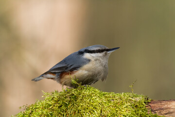 Bird Nuthatch Sitta europaea small bird in forest, Poland Europe