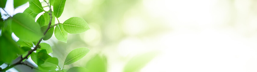 Abstract background nature view with copy space using as background natural landscape,Textures Leaves, cover page, fresh wallpaper concept.