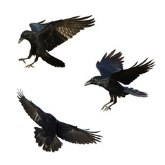 Birds flying ravens isolated on white background Corvus corax. Halloween - mix three birds, silhouette of a large black bird cut on a white background for graphic design applications
