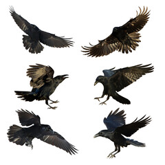 Birds flying ravens isolated on white background Corvus corax. Halloween - mix six birds, silhouette of a large black bird cut on a white background for graphic design applications