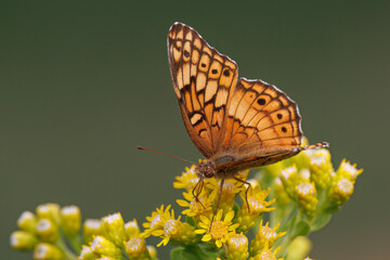 Variegated Flitilary