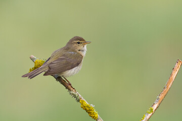 Small bird - Chiffchaff Phylloscopus collybita perched on tree, summer time	
