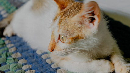 The Cute baby cat is looking away.