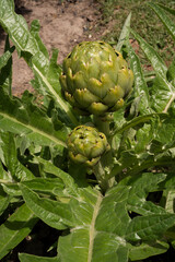 Agriculture. Organic goods. Closeup view of artichoke plant, Cynara cardunculus, edible fruit and...