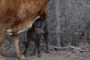 Black longhorn calf with cow on farm during winter season closeup.