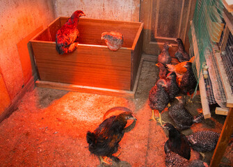 Chicken breed Eggs Eating chicken food Raised in a chicken farm That were raised to sell eggs