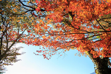 Beautiful landscape of mountain fuji around maple leaf tree in autumn season