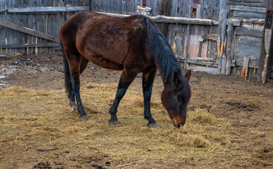 Bay Horse Standing at Split Rail wooden fence in pasture