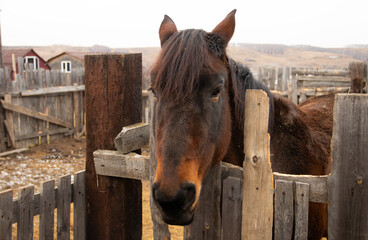 Bay Horse Standing at Split Rail wooden fence in pasture