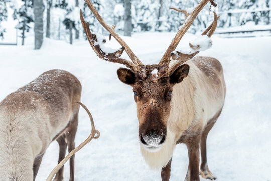 Portrait of northern reindeer with massive antlers and fluffy furry nose covered by snow icicles hoarfrost with herd against cold snowy Finland forest tree woods. Cute animal in winter otdoors