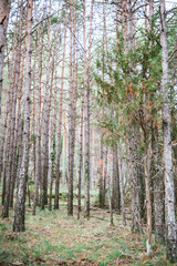 Obraz premium forest in autumn