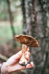 mushrooms in the forest