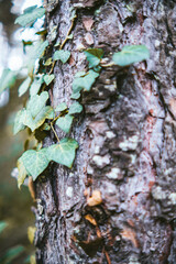 ivy on a tree