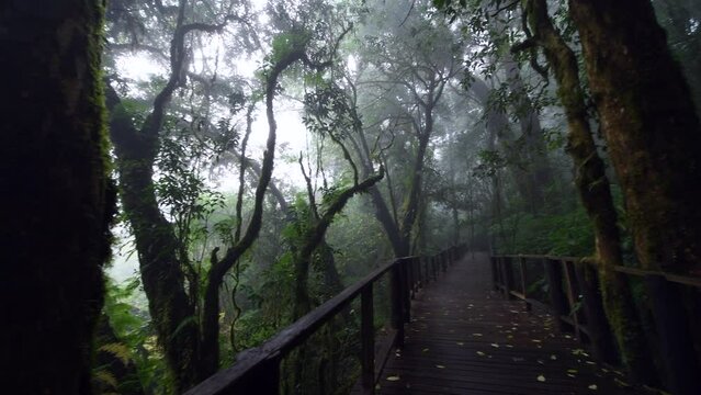 Beautiful rain forest or montain forest at ang ka nature trail in doi inthanon national park, Thailand, travel nature concept
