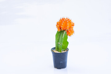 orange flower in vase