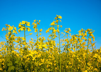 colorful yellow rapeseed field and blue sky