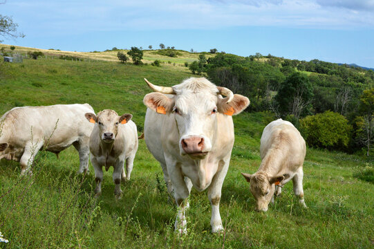 A herd of Charolais cow with calves, in a green pasture in the countryside.